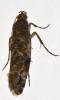 Acrolepia autumnitella